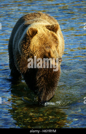 L'orso bruno (Ursus arctos) attraversando il fiume, Katmai National Park, costa, Alaska Foto Stock