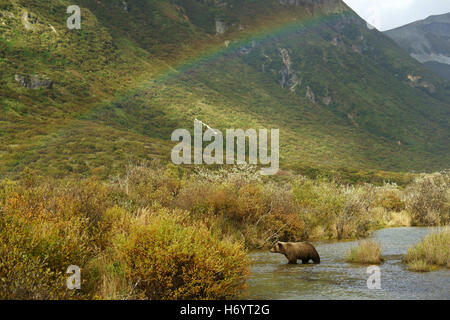 L'orso bruno (Ursus arctos) Attraversamento fiume Kinak sotto arcobaleno, Katmai National Park, costa, Alaska Foto Stock