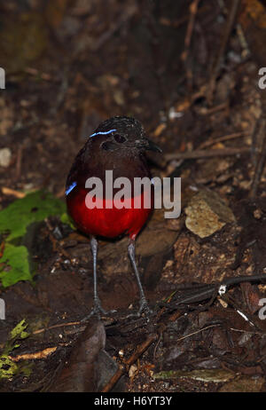 Gracefull Pitta (Pitta venusta) adulto in piedi sul suolo della foresta Kerinci Seblat NP, Sumatra,maggiore Sunda Islands, Indonesia Foto Stock