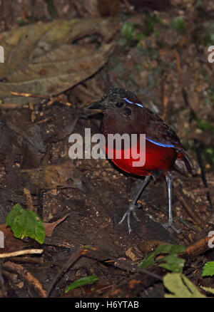 Grazioso Pitta (Pitta venusta) adulto in piedi sul suolo della foresta Kerinci Seblat NP, Sumatra, Indonesia Giugno Foto Stock