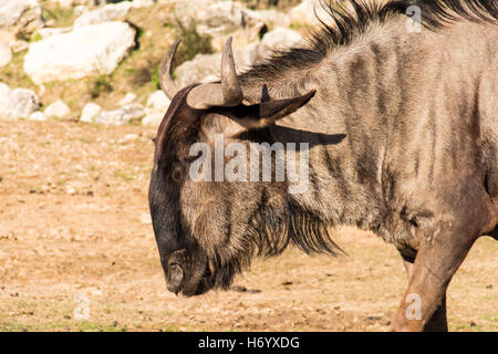 Wildebeests, chiamato anche gnus o wildebai, close-up su uno sfondo di erba secca e pietre. Foto Stock