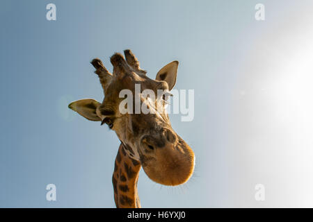 Testa di giraffa, sorpresa mi guarda a lungo in una giornata di sole. Foto Stock