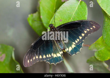 A coda di rondine Polydamas Battus polydamas Gomez Farias, Messico 13 novembre 2003 Papilionidae adulto Papilioninae Foto Stock