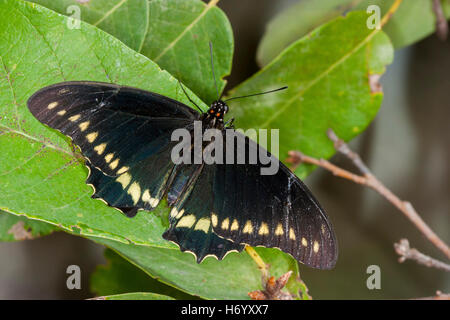 A coda di rondine Polydamas Battus polydamas Gomez Farias, Messico 13 novembre 2003 Papilionidae adulto Papilioninae Foto Stock