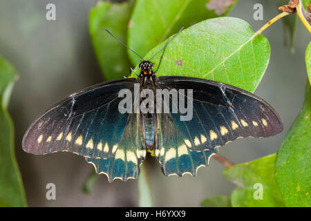 A coda di rondine Polydamas Battus polydamas Gomez Farias, Messico 13 novembre 2003 Papilionidae adulto Papilioninae Foto Stock