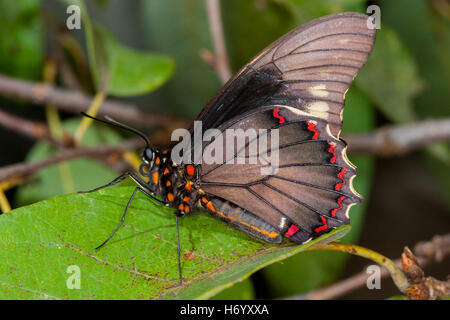 A coda di rondine Polydamas Battus polydamas Gomez Farias, Messico 26 gennaio 2004 Papilionidae adulto Papilioninae Foto Stock