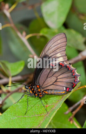 A coda di rondine Polydamas Battus polydamas Gomez Farias, Messico 26 gennaio 2004 Papilionidae adulto Papilioninae Foto Stock