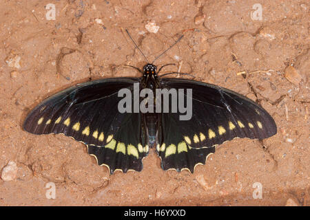 A coda di rondine Polydamas Battus polydamas Gomez Farias, Messico 13 novembre 2003 Papilionidae adulto Papilioninae Foto Stock