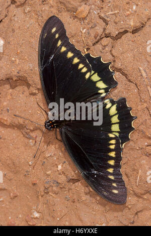 A coda di rondine Polydamas Battus polydamas Gomez Farias, Messico 13 novembre 2003 Papilionidae adulto Papilioninae Foto Stock