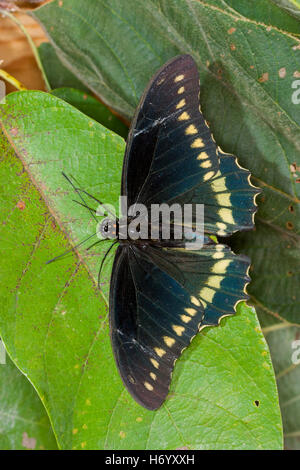 A coda di rondine Polydamas Battus polydamas Gomez Farias, Messico 13 novembre 2003 Papilionidae adulto Papilioninae Foto Stock