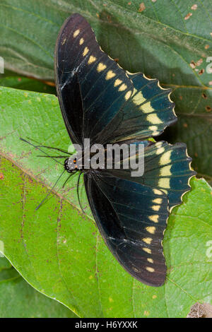 A coda di rondine Polydamas Battus polydamas Gomez Farias, Messico 13 novembre 2003 Papilionidae adulto Papilioninae Foto Stock