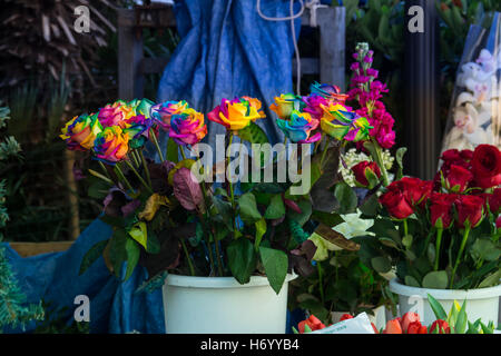 Rainbow Rose in negozio di fiori di stand in una benna, a Trieste, Italia. Foto Stock