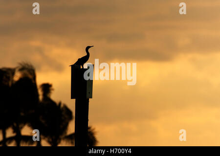 Double-crested cormorano (Phalacrocorax auritus) seduta in pole al tramonto, Curry amaca parco statale, Florida, Stati Uniti d'America Foto Stock