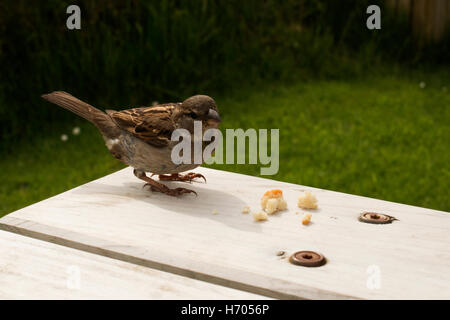 Uccellino mangiare briciole in un tavolo da picnic Foto Stock