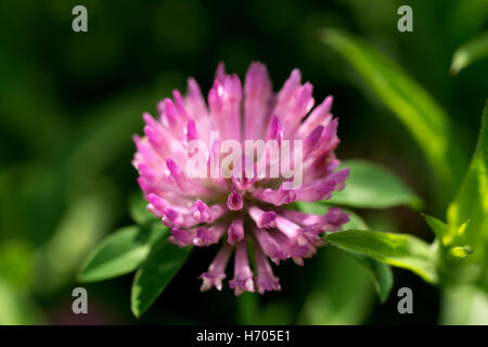 Fiori colorati e chiarezza Foto Stock