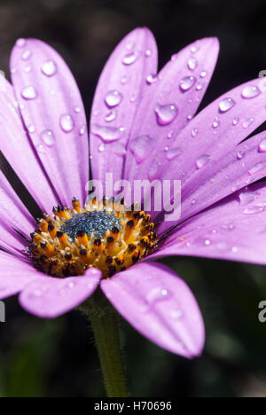 Gocce d'acqua sulla luminosa fiore rosa catturati al sole dopo la pioggia Foto Stock
