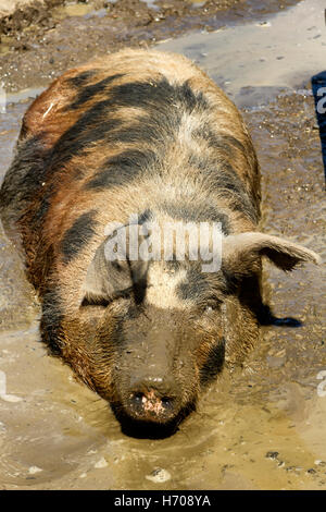 Razza rara wallowing suino nel fango, Suffolk, Regno Unito Foto Stock