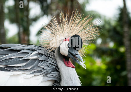 Grey Crowned Crane (Balearica regulorum) nel Loro Parque, Puerto de la Cruz, Tenerife, Isole Canarie Foto Stock