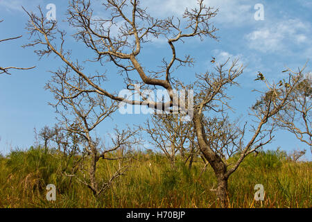 Albero sfrondato sul suolo erboso contro il cielo blu Foto Stock