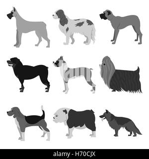Set di razze di cani Foto Stock