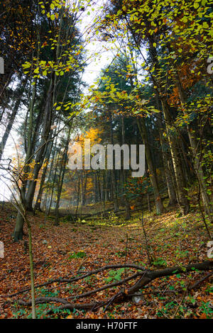 In autunno la strada forestale per Sokolica montagna in Pieniny montagne in Polonia Foto Stock