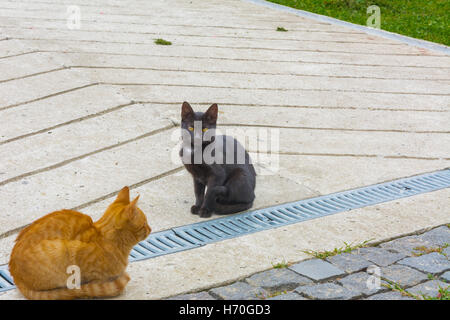 I gatti domestici sul prato vicino ad una casa privata Foto Stock