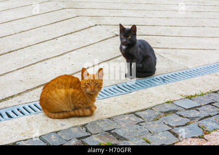 I gatti domestici sul prato vicino ad una casa privata Foto Stock