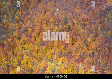Paesaggio autunnale. Bel colore giallo, arancione, rosso e verde foresta d'autunno. Foto Stock