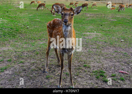 Il cervo - gli animali di grandi dimensioni con un corpo elegante e snello, gambe shapely Foto Stock