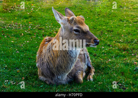 Il cervo - gli animali di grandi dimensioni con un corpo elegante e snello, gambe shapely Foto Stock