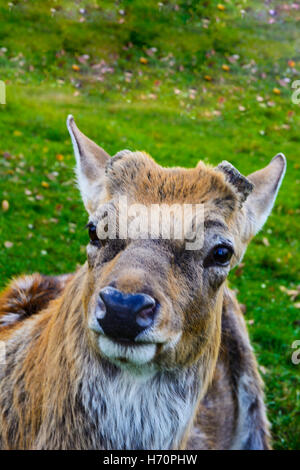 Il cervo - gli animali di grandi dimensioni con un corpo elegante e snello, gambe shapely Foto Stock