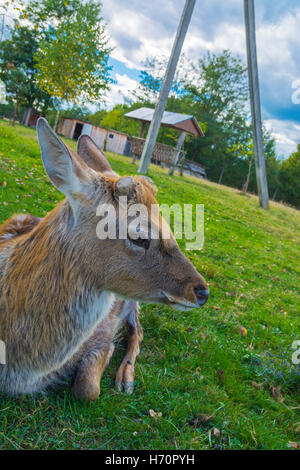 Il cervo - gli animali di grandi dimensioni con un corpo elegante e snello, gambe shapely Foto Stock