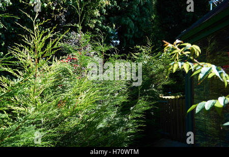 Estremamente raro e bellissimo giardino ben curato con incredibili specie di fiori Foto Stock