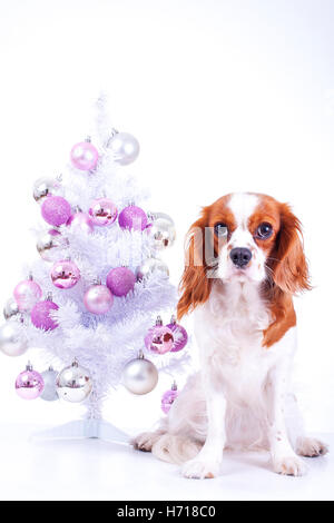 Addestrato Cavalier King Charles Spaniel studio sfondo bianco fotografia cane con rosa albero di natale festeggiare le vacanze. Carino. Foto Stock