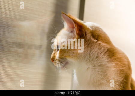 Cat a guardare fuori la finestra Foto Stock