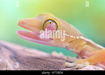 Gekko vittatus gecko macro leccare il suo occhio Foto Stock