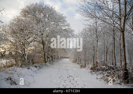 Coperta di neve percorso attraverso boschi Dodnash, con Orme nella neve e coperta di neve alberi che fiancheggiano il percorso, Bentley, Suffolk Foto Stock