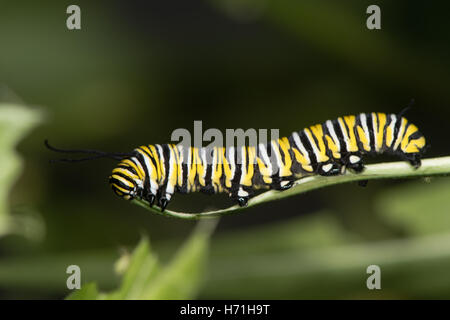 Farfalla monarca (Danaus plexippus) caterpillar. Larva matura (quinto) instar di North American butterfly nella famiglia Nymphalidae Foto Stock