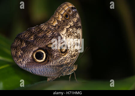 Gigante farfalla Civetta (Caligo memnon). Enorme Centrale e Meridionale farfalla americana nella famiglia Nymphalidae Foto Stock