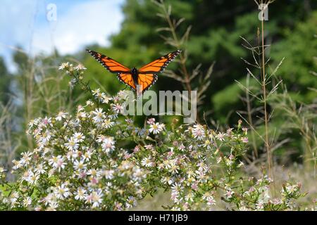 Farfalla monarca in volo nel campo dell'aster. Foto Stock