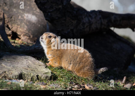 Coda nero cane della prateria Foto Stock