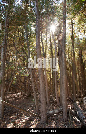 Raggi di sole che splende attraverso gli alberi in una foresta di pini Foto Stock