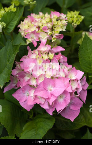 Hydrangea macrophylla 'chone Bautznerin'. Foto Stock