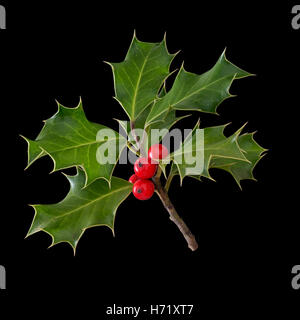 Wild holly rametto con foglie e bacche di colore rosso. Foto Stock