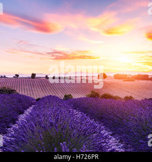 Campo di lavanda in estate panorama al tramonto vicino Valensole.Provence,Francia Foto Stock