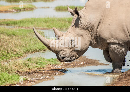 mammiferi Foto Stock