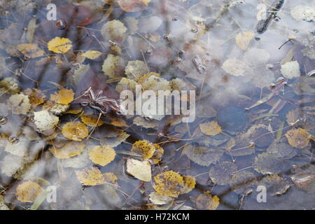 Fogliame giallo da Aspen Tree lavabo in cristallo di acqua di impasto e luminosi raggi del sole giocare su di esso Foto Stock