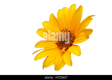 Fiore giallo del carciofo di Gerusalemme, topinambur, isolato su bianco Foto Stock