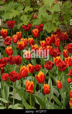 Orlata di tulipani rossi e tulipani rossi con frangia gialla insieme in un letto di fiori circondata dal verde fogliame. Foto Stock