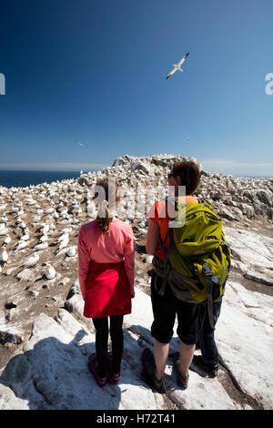 Visitatori accanto al gannet colonia, grande isola Saltee, County Wexford, Irlanda. Foto Stock